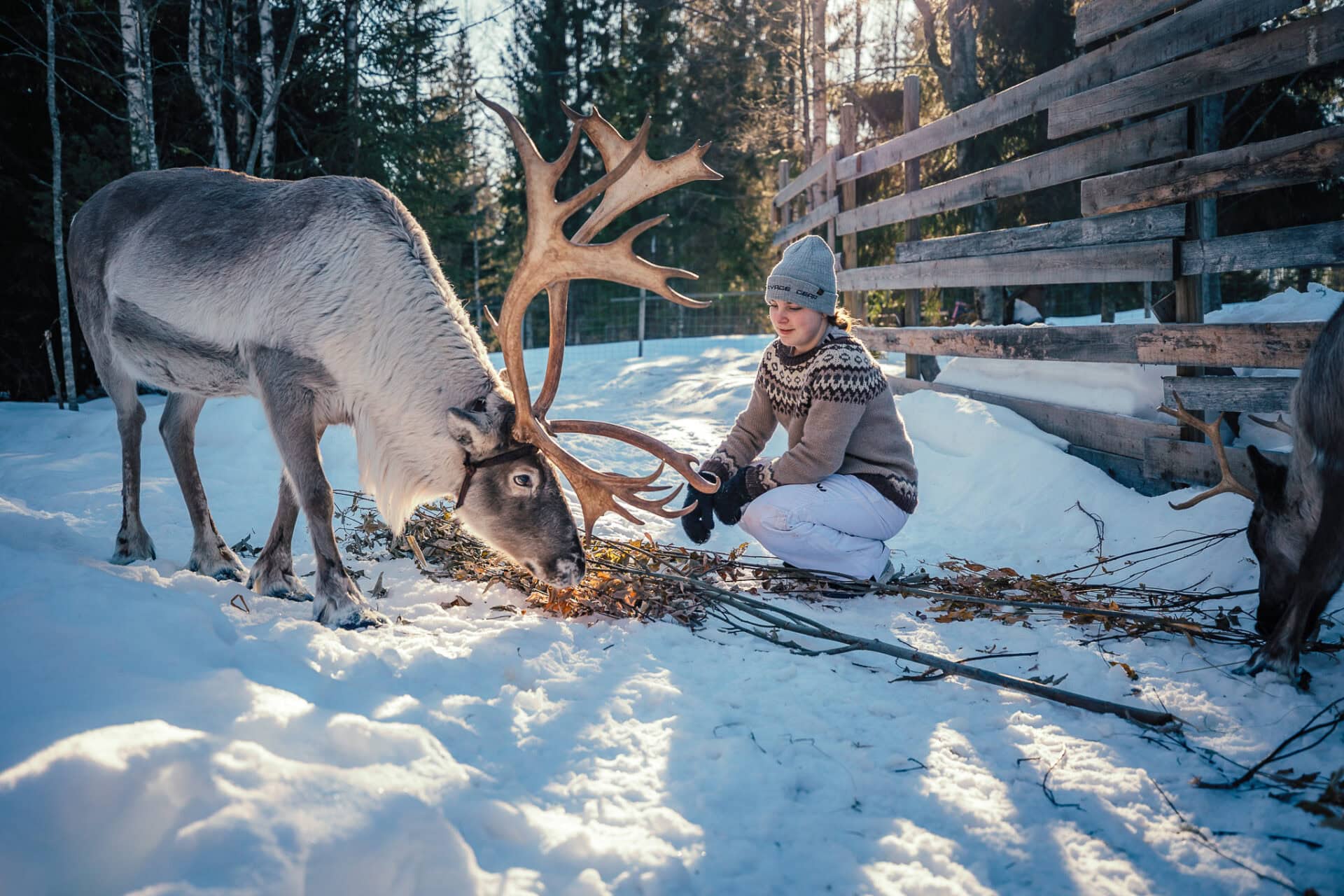Visa the Reindeer eating lichen